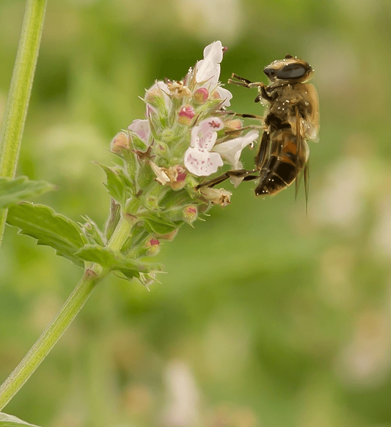 Toewijding aan Inheemse Planten en Biodiversiteit